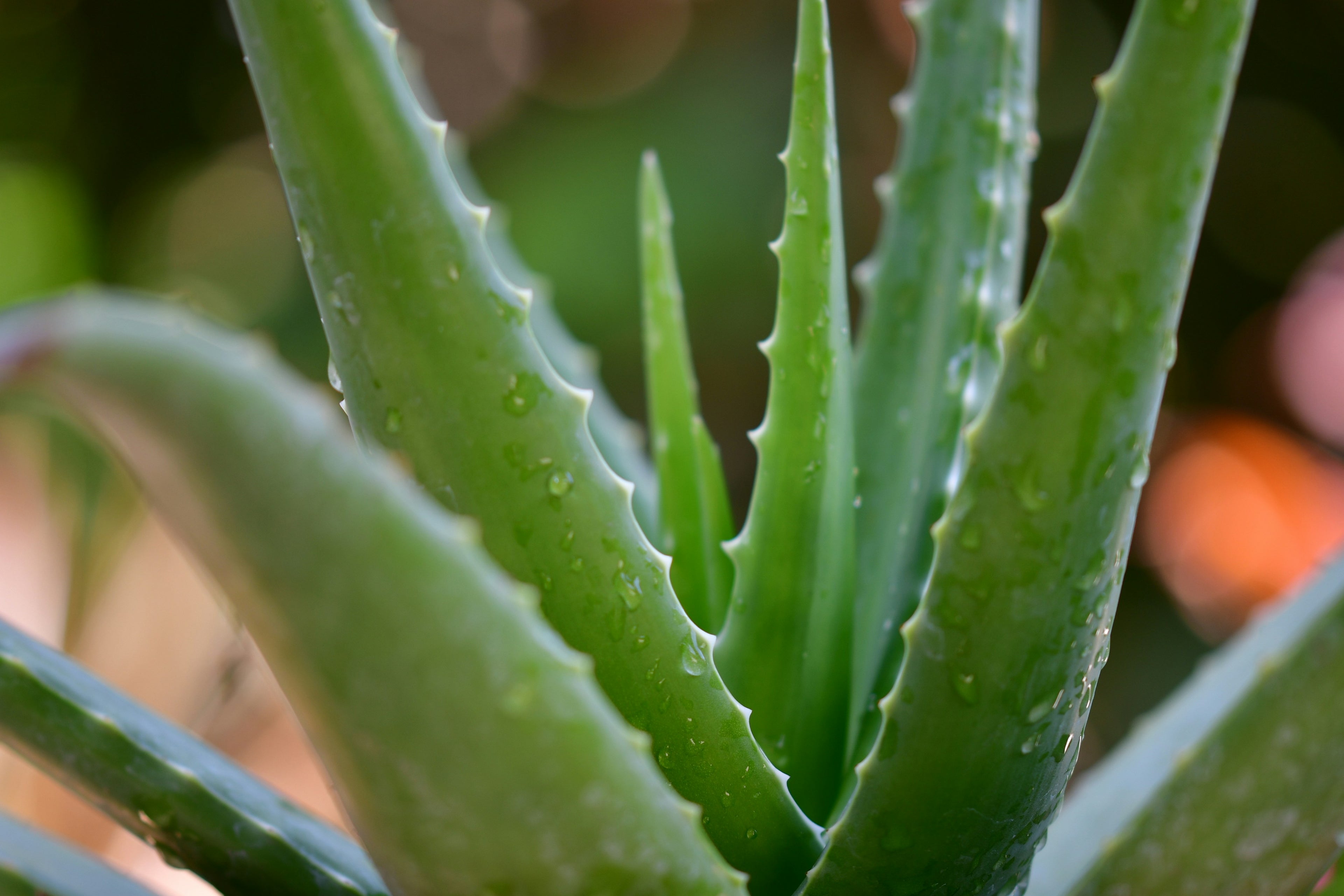 Close-up of fresh aloe vera plant with water droplets on green leaves. Aloe is a natural, soothing ingredient often used in skincare and deodorant formulations.