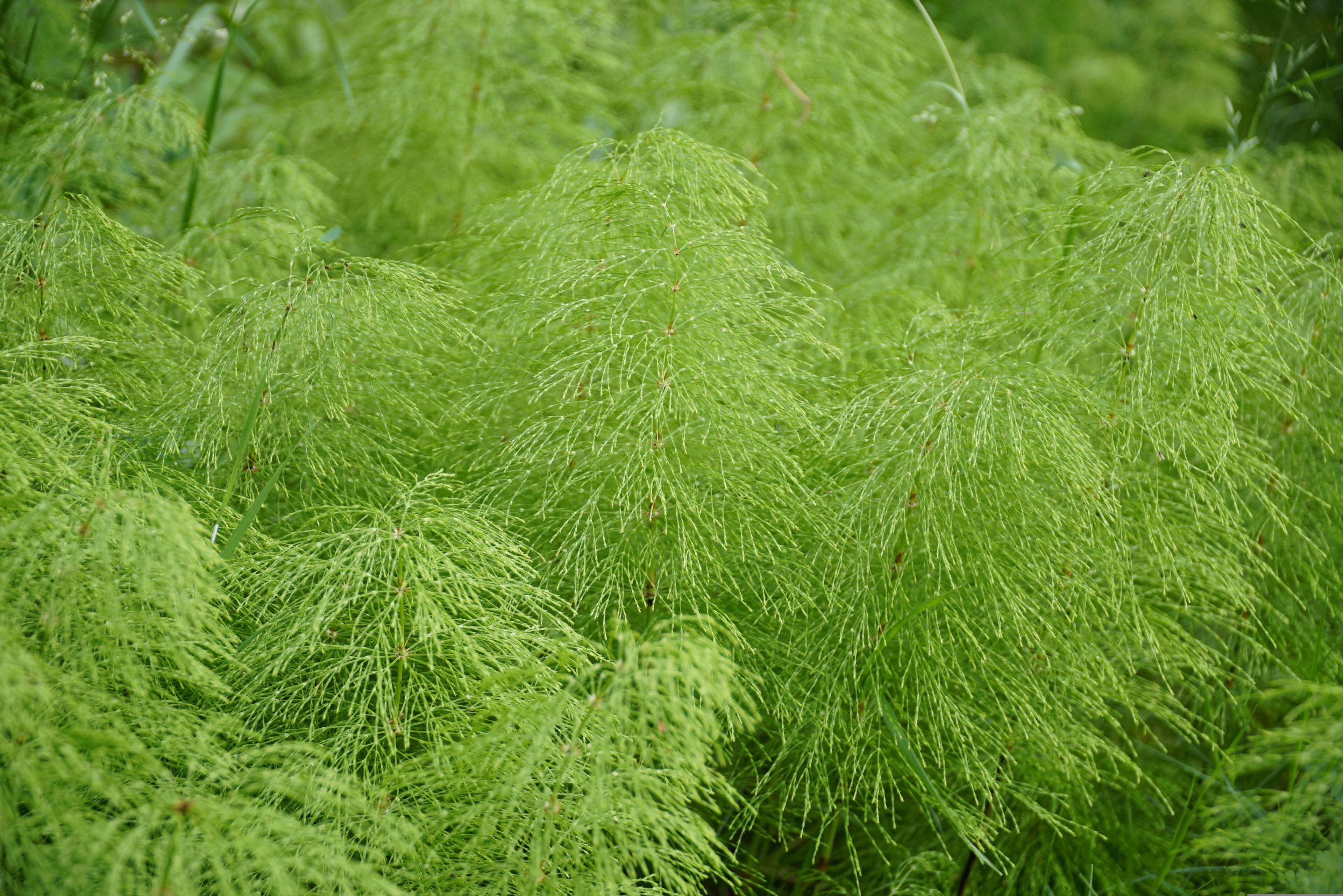 Close-up of fresh green horsetail plants. Horsetail is a natural botanical ingredient rich in minerals and antioxidants, used in deodorant for its skin-soothing and purifying benefits.