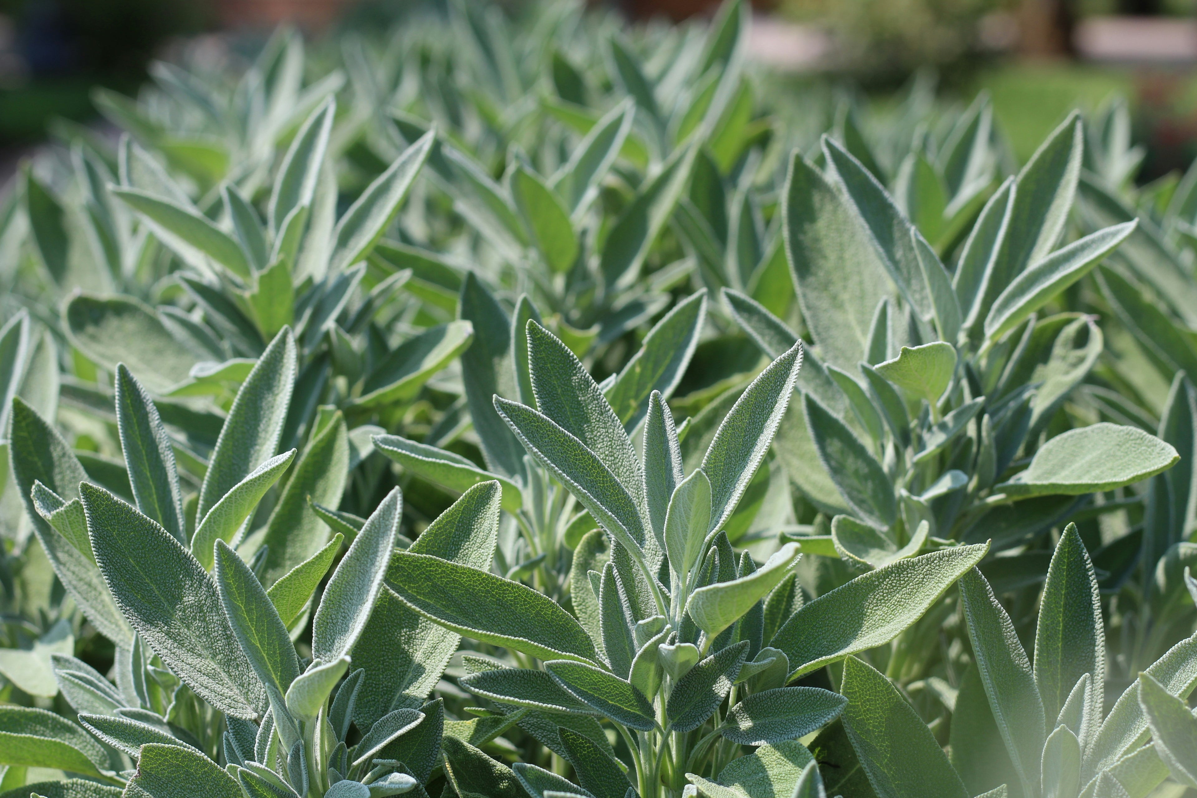 Close-up of fresh sage leaves in sunlight. Sage is a natural botanical ingredient known for its cleansing and antibacterial properties, helping to neutralize odor in natural deodorant.